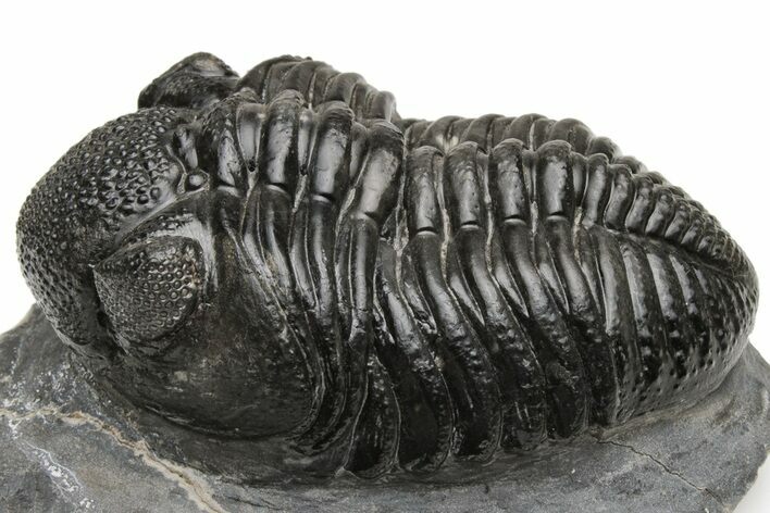 Phacopid Trilobite (Pedinopariops) - Mrakib, Morocco #224399